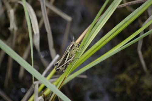 Stethophyma grossum